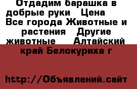 Отдадим барашка в добрые руки › Цена ­ 1 - Все города Животные и растения » Другие животные   . Алтайский край,Белокуриха г.